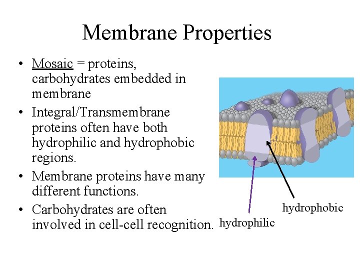 Membrane Properties • Mosaic = proteins, carbohydrates embedded in membrane • Integral/Transmembrane proteins often