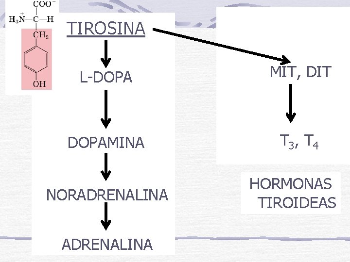 TIROSINA L-DOPA MIT, DIT DOPAMINA T 3, T 4 NORADRENALINA HORMONAS TIROIDEAS 