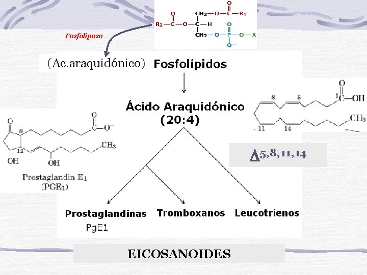 Fosfolipasa (Ac. araquidónico) 5, 8, 11, 14 EICOSANOIDES 