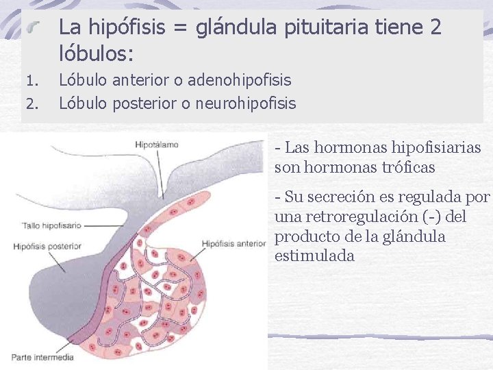La hipófisis = glándula pituitaria tiene 2 lóbulos: 1. 2. Lóbulo anterior o adenohipofisis