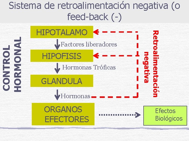 HIPOTALAMO Factores liberadores HIPOFISIS Hormonas Tróficas GLANDULA Hormonas ORGANOS EFECTORES Retroalimentación negativa CONTROL HORMONAL