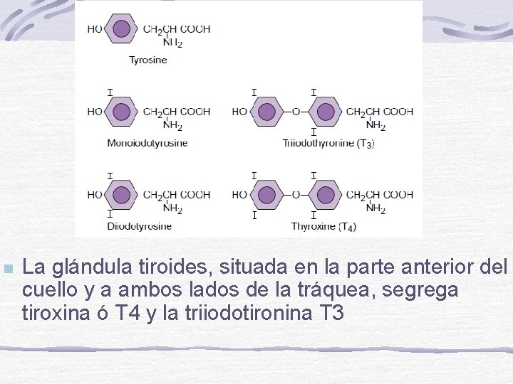 n La glándula tiroides, situada en la parte anterior del cuello y a ambos