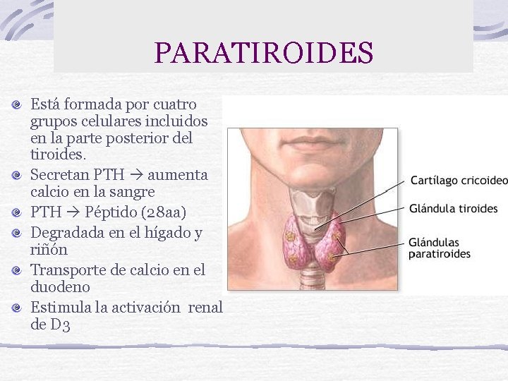 PARATIROIDES Está formada por cuatro grupos celulares incluidos en la parte posterior del tiroides.