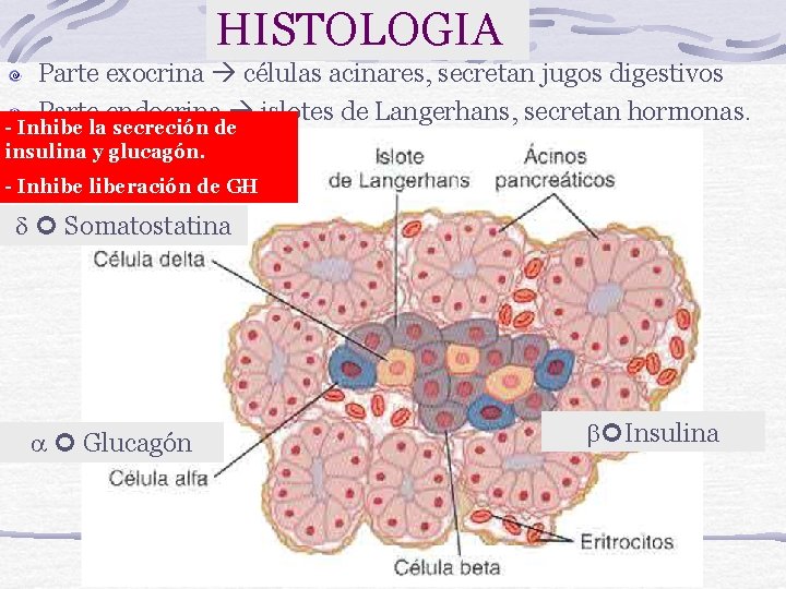 HISTOLOGIA Parte exocrina células acinares, secretan jugos digestivos Parte endocrina islotes de Langerhans, secretan