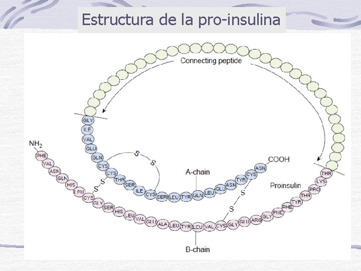 Estructura de la pro-insulina 
