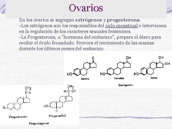 Ovarios En los ovarios se segregan estrógenos y progesterona. -Los estrógenos son los responsables