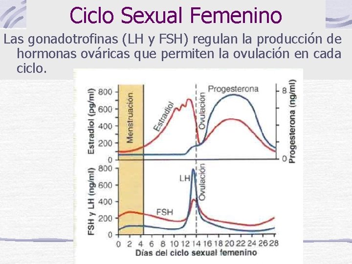 Ciclo Sexual Femenino Las gonadotrofinas (LH y FSH) regulan la producción de hormonas ováricas
