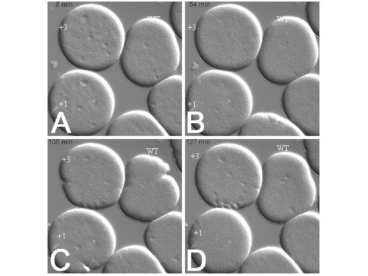 +3 WT +1 WT +3 +1 WT 