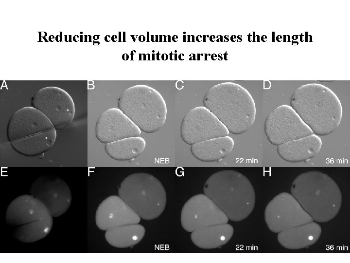 Reducing cell volume increases the length of mitotic arrest 