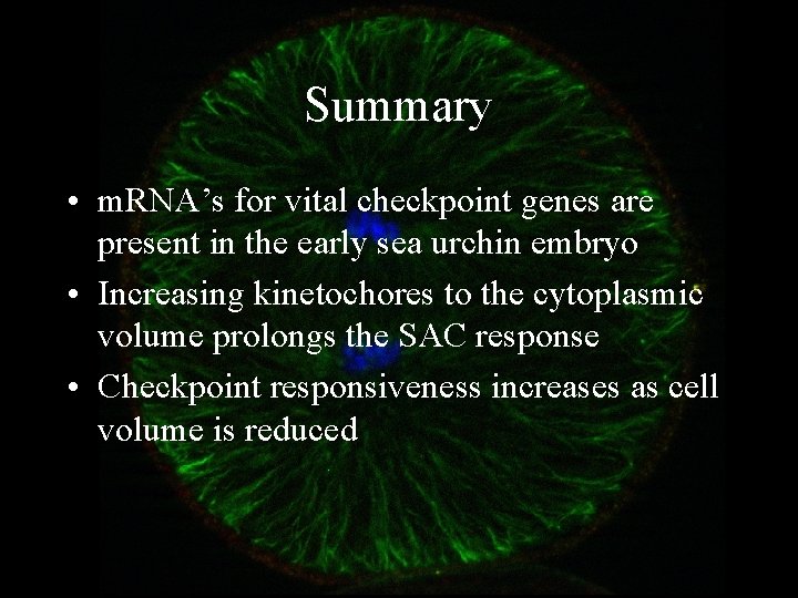 Summary • m. RNA’s for vital checkpoint genes are present in the early sea