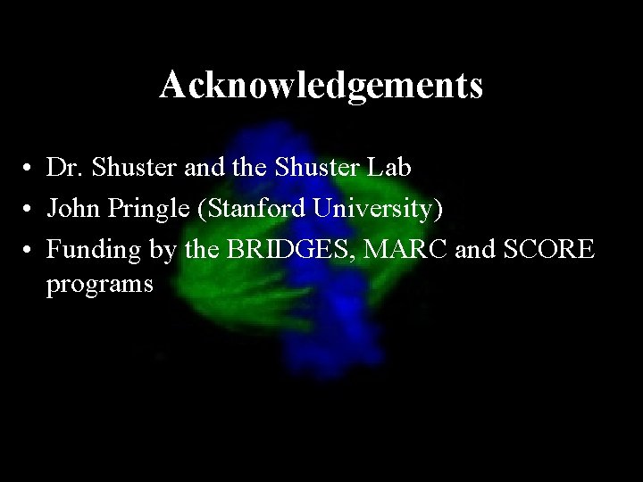 Acknowledgements • Dr. Shuster and the Shuster Lab • John Pringle (Stanford University) •