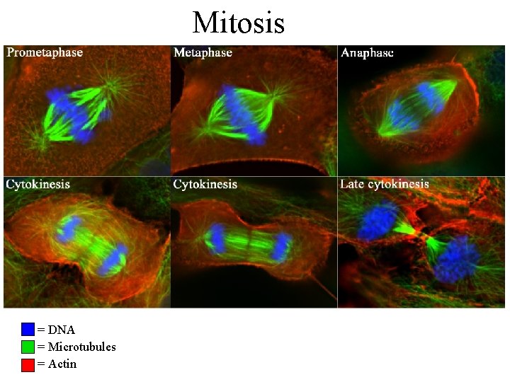 Mitosis = DNA = Microtubules = Actin 