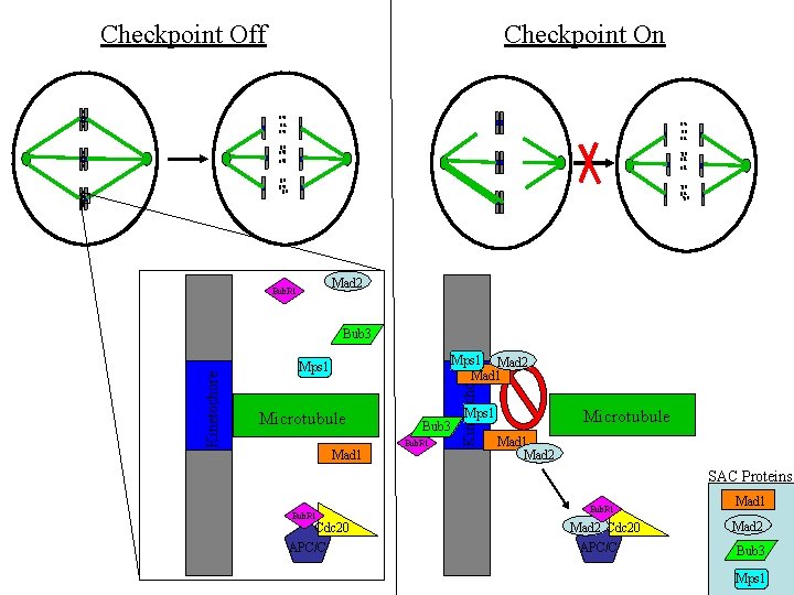 Checkpoint Off Checkpoint On Mad 2 Bub. R 1 Mps 1 Mad 2 Mad