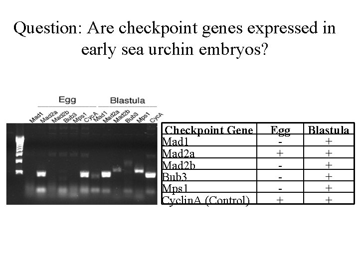 Question: Are checkpoint genes expressed in early sea urchin embryos? Checkpoint Gene Mad 1