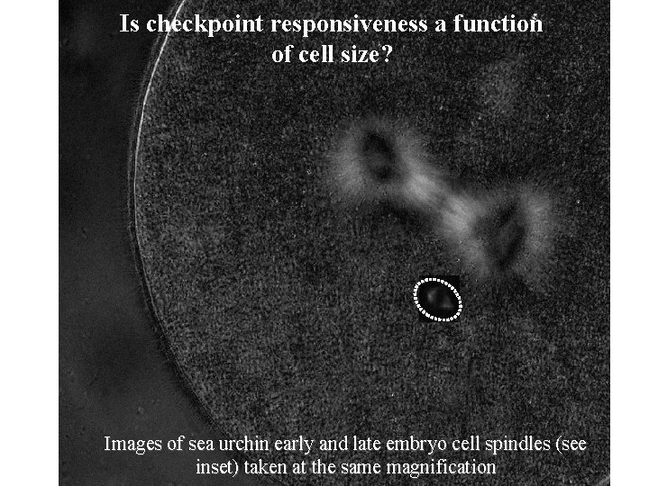 Is checkpoint responsiveness a function of cell size? Images of sea urchin early and