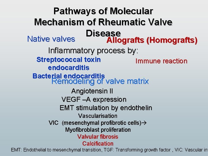Pathways of Molecular Mechanism of Rheumatic Valve Disease Native valves Allografts (Homografts) Inflammatory process Pathways of Molecular Mechanism of Rheumatic Valve Disease Native valves Allografts (Homografts) Inflammatory process