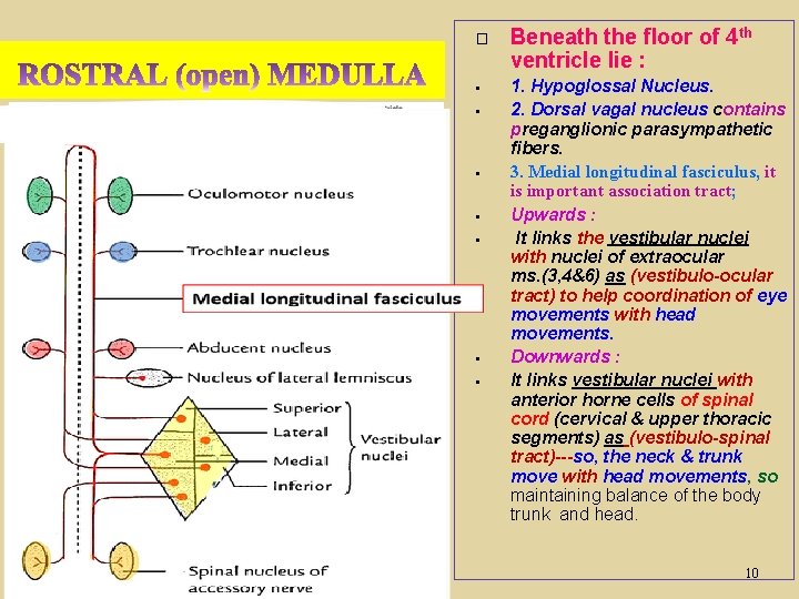 � § § § § Beneath the floor of 4 th ventricle lie :
