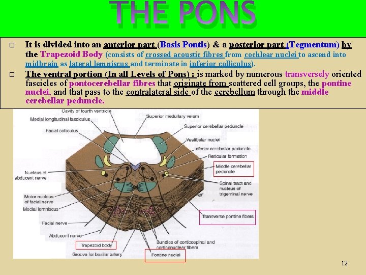 THE PONS It is divided into an anterior part (Basis Pontis) & a posterior