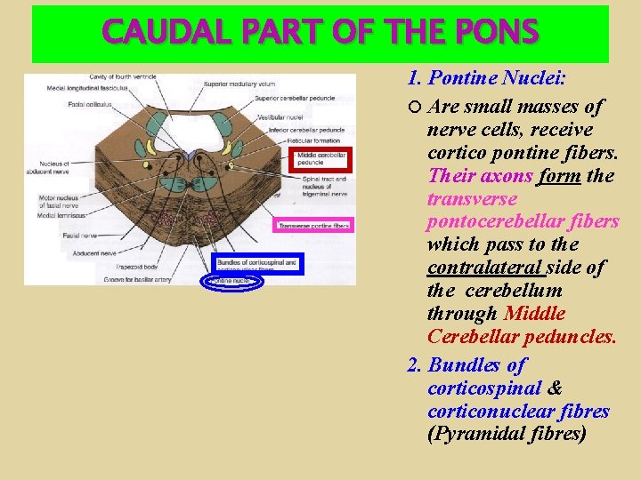 CAUDAL PART OF THE PONS 1. Pontine Nuclei: Are small masses of nerve cells,