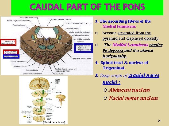 CAUDAL PART OF THE PONS 3. The ascending fibres of the Medial lemniscus become