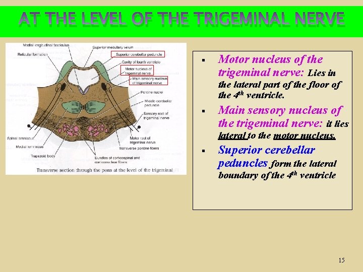 AT THE LEVEL OF THE TRIGEMINAL NERVE § Motor nucleus of the trigeminal nerve:
