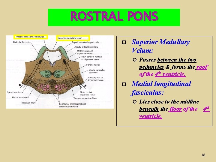 ROSTRAL PONS Superior Medullary Velum: Passes between the two peduncles & forms the roof