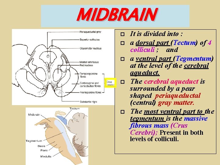 MIDBRAIN It is divided into : a dorsal part (Tectum) of 4 colliculi ;