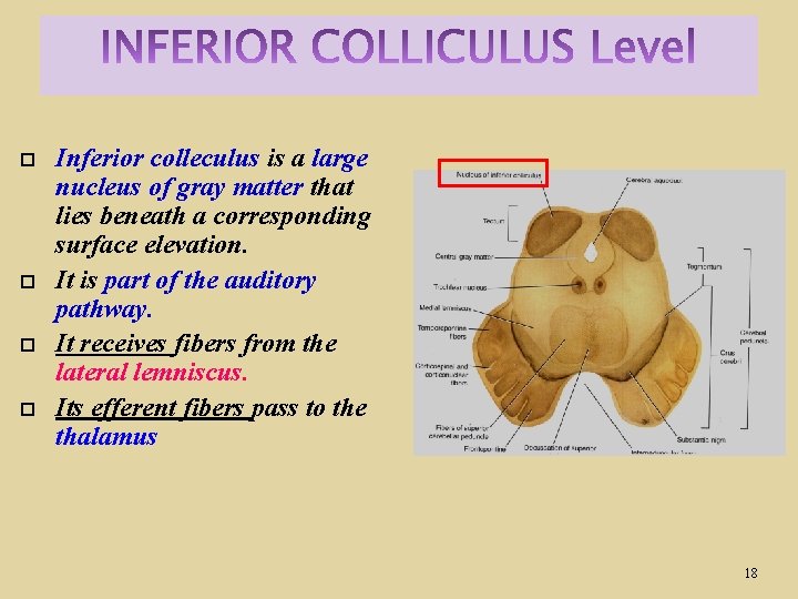  Inferior colleculus is a large nucleus of gray matter that lies beneath a