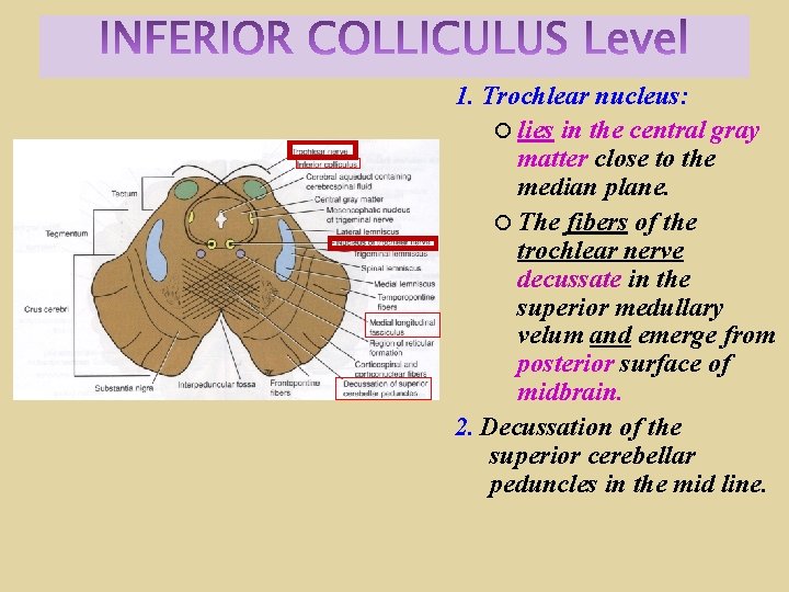 1. Trochlear nucleus: lies in the central gray matter close to the median plane.