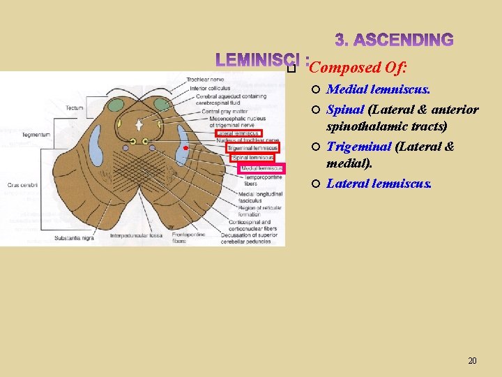  Composed Of: Medial lemniscus. Spinal (Lateral & anterior spinothalamic tracts) Trigeminal (Lateral &