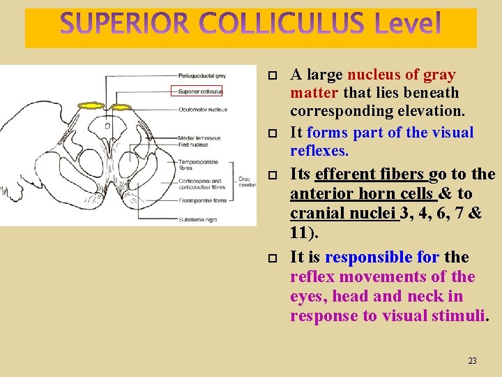  A large nucleus of gray matter that lies beneath corresponding elevation. It forms