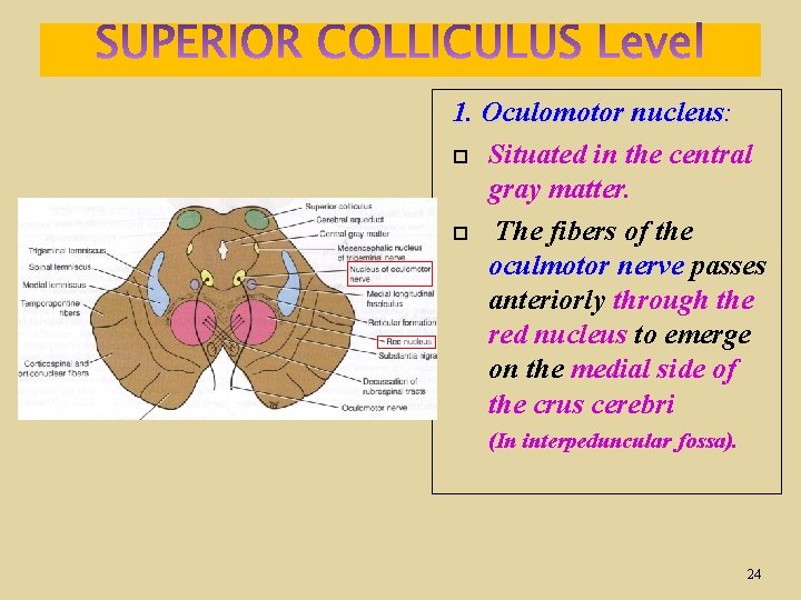 1. Oculomotor nucleus: Situated in the central gray matter. The fibers of the oculmotor