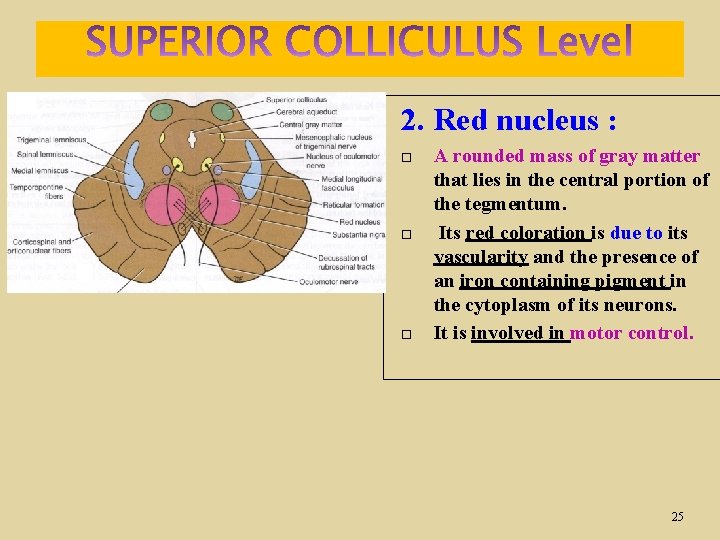 2. Red nucleus : A rounded mass of gray matter that lies in the