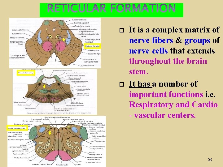  It is a complex matrix of nerve fibers & groups of nerve cells