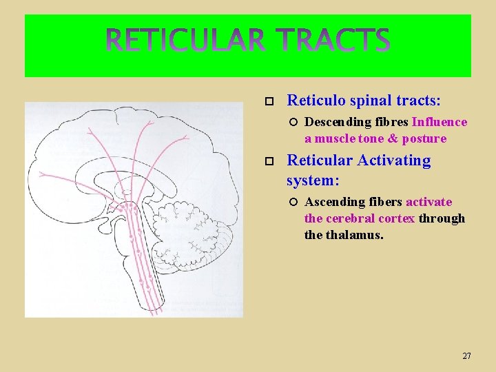  Reticulo spinal tracts: Descending fibres Influence a muscle tone & posture Reticular Activating