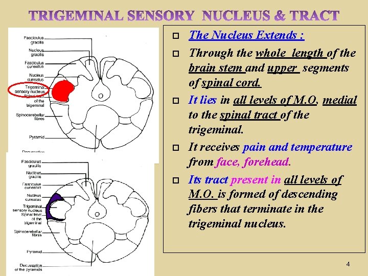  The Nucleus Extends : Through the whole length of the brain stem and