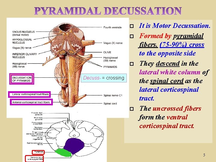  Decuss- = crossing It is Motor Decussation. Formed by pyramidal fibers, (75 -90%)