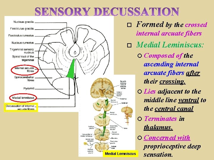  Formed by the crossed internal arcuate fibers Medial Leminiscus: Composed of the ascending