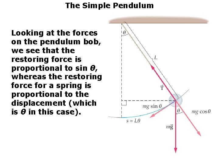 The Simple Pendulum Looking at the forces on the pendulum bob, we see that