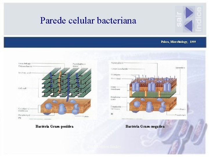 Parede celular bacteriana Pelcza, Microbiology, 1999. Bactéria Gram-positiva Bactéria Gram-negativa Prof. Ueliton Santos 