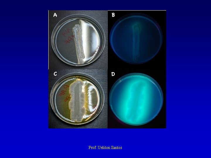Prof. Ueliton Santos 