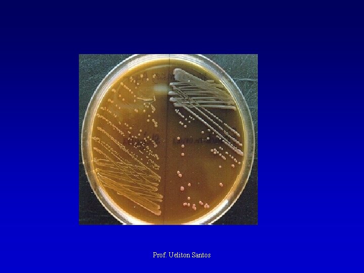 Prof. Ueliton Santos 