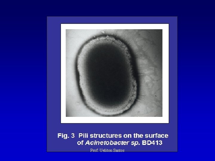 Prof. Ueliton Santos 