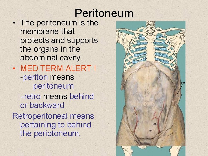 Peritoneum • The peritoneum is the membrane that protects and supports the organs in