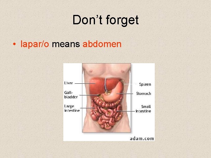 Don’t forget • lapar/o means abdomen Don’t forget • lapar/o means abdomen