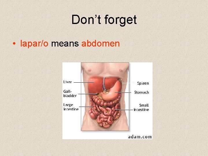 Don’t forget • lapar/o means abdomen 