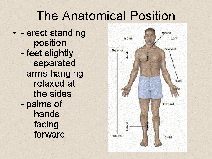 The Anatomical Position • - erect standing position - feet slightly separated - arms The Anatomical Position • - erect standing position - feet slightly separated - arms