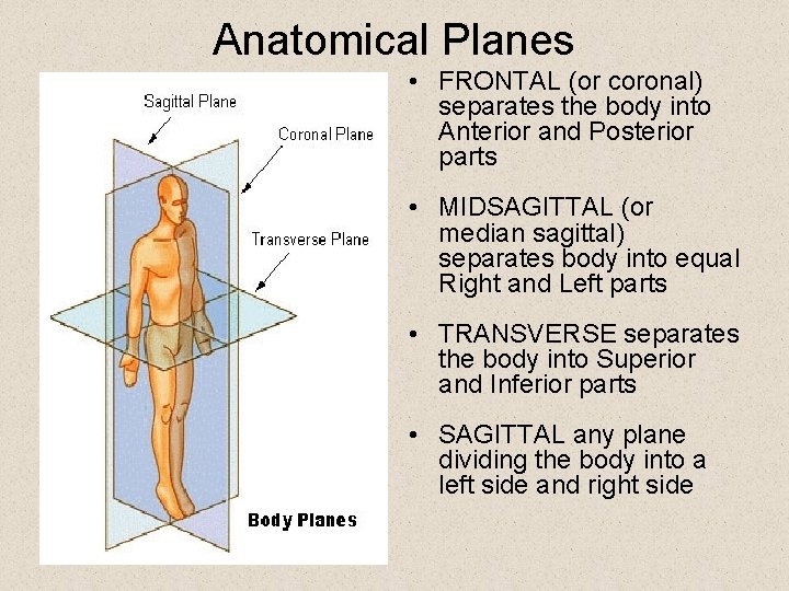 Anatomical Planes • FRONTAL (or coronal) separates the body into Anterior and Posterior parts