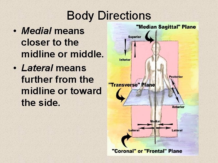 Body Directions • Medial means closer to the midline or middle. • Lateral means