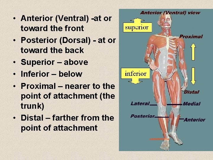 • Anterior (Ventral) -at or toward the front • Posterior (Dorsal) - at • Anterior (Ventral) -at or toward the front • Posterior (Dorsal) - at